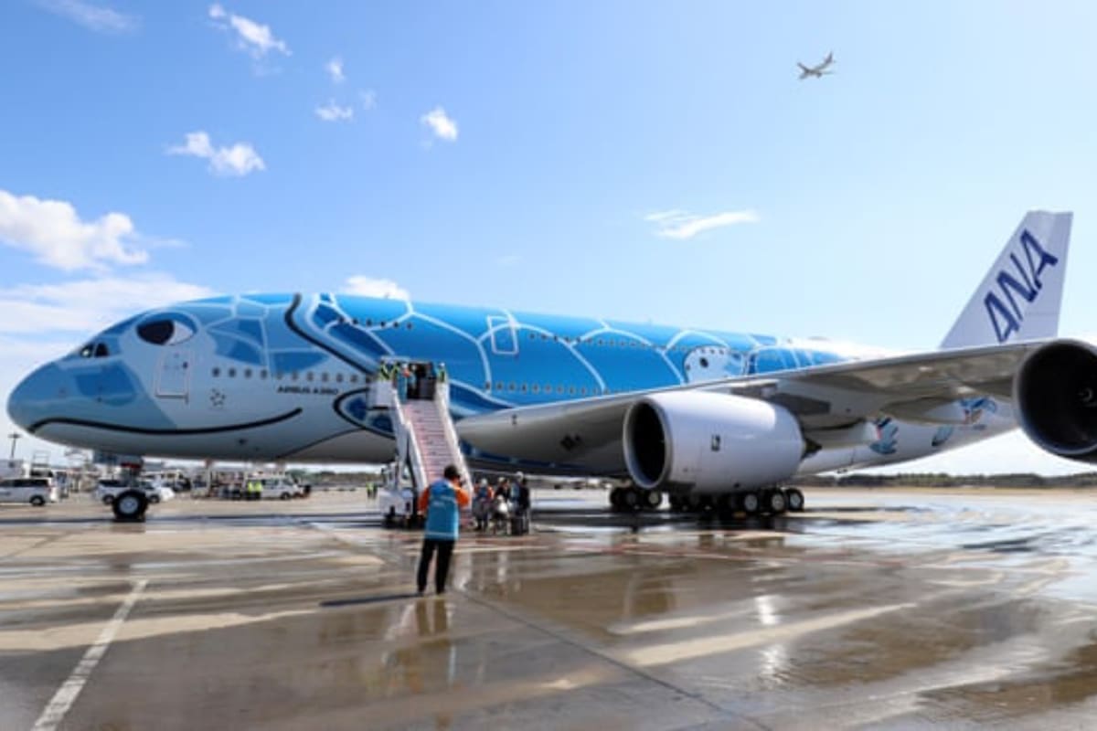 Una tortuga detuvo el tráfico en un aeropuerto en Tokio, Japón