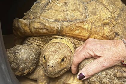 Una tortuga fue localizada en Florida tras tres años de extraviarse