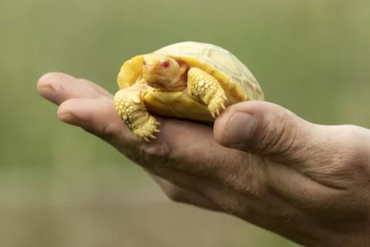 Una tortuga gigante de Galápagos albina nació en el zoológico Tropiquarium de Servion, Suiza