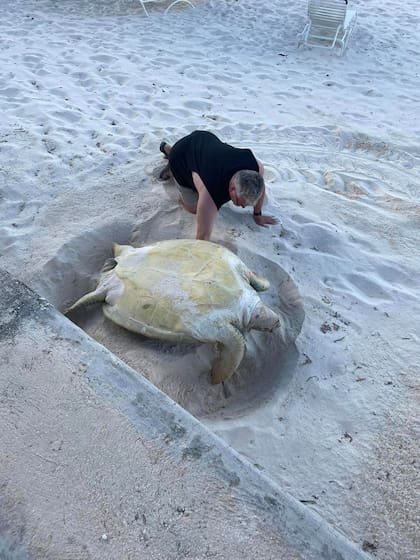 Una tortuga marina estuvo en problemas durante toda la noche