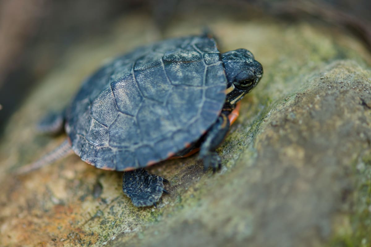 Una tortuga pequeña terrestre puede llegar a vivir 70 años