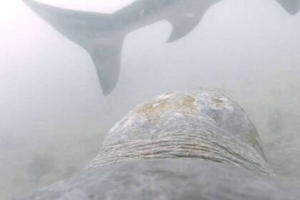 Una tortuga se resistió al ataque de un tiburón tigre y sorprendió a todos