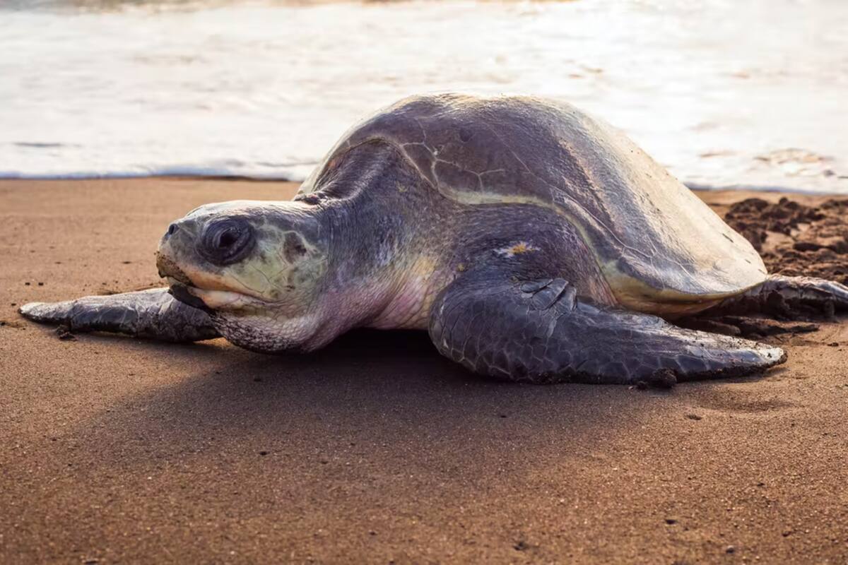 Una tortuga verde en la playa del Ostional, en Costa Rica