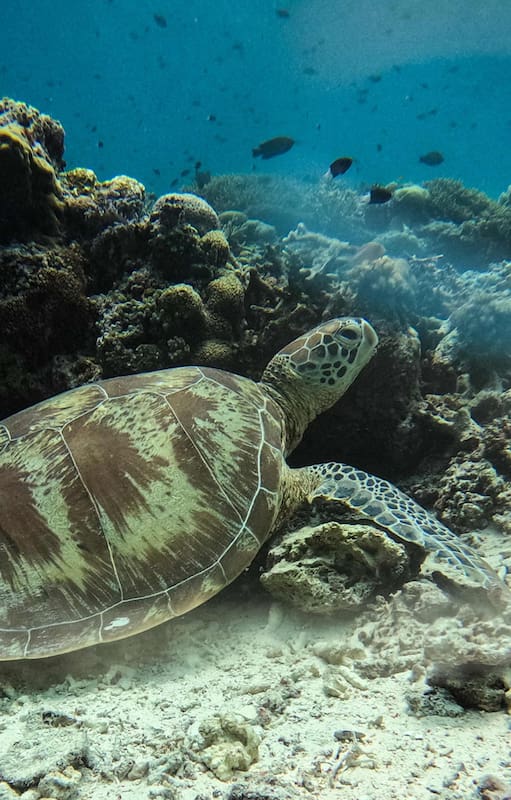 Una tortuga verde junto a un arrecife de coral frente a la isla Mataking
