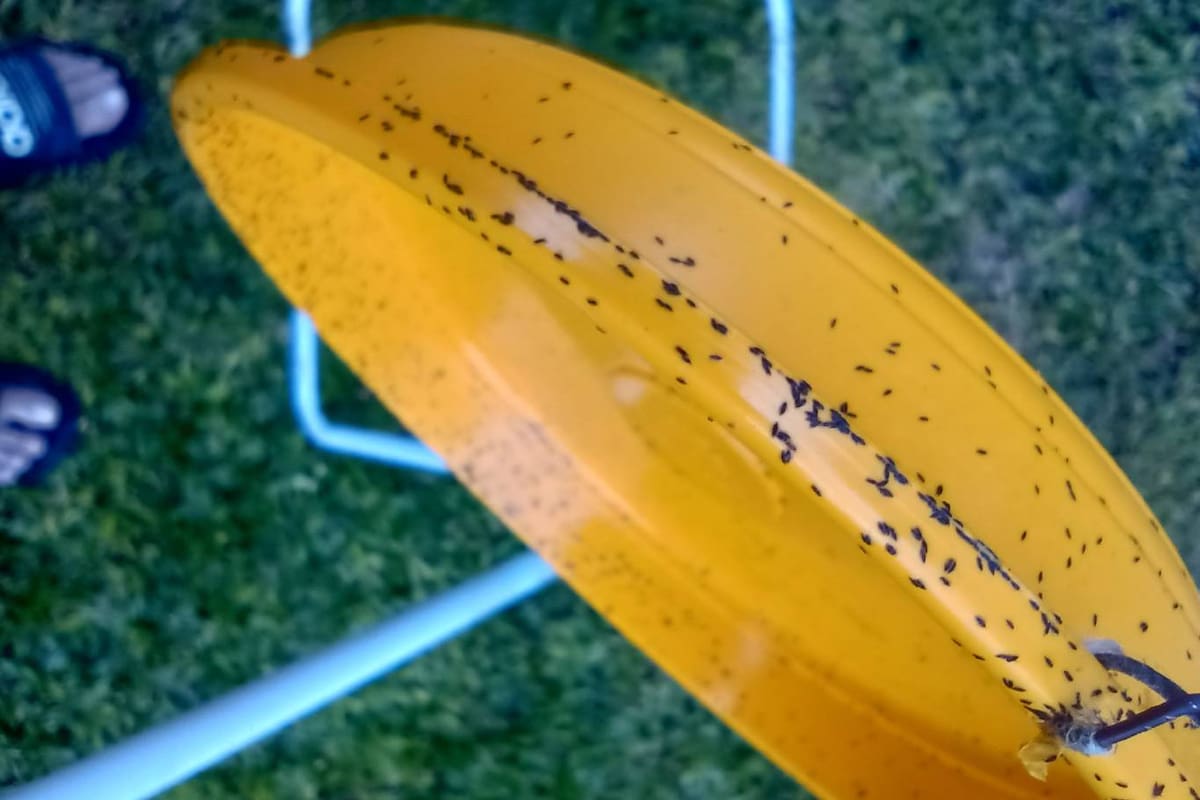 Una trampa cromática es una buena manera de deshacerse de los trips que invadieron muchas casas de Buenos Aires