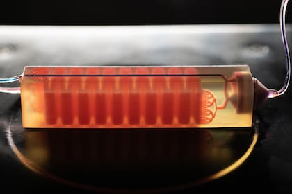 Una trampa de células hecha con una impresora 3D: permite aislar células tumorales en una muestra de sangre para identificar el tipo de cáncer