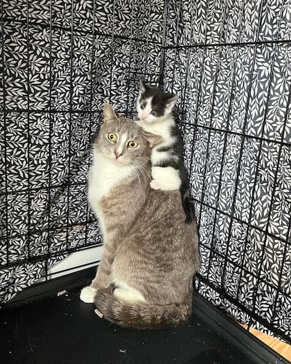 Una trampa permitió finalmente capturar a la gata y reunirla con sus crías (Foto: Instagram @heidiwranglescats)