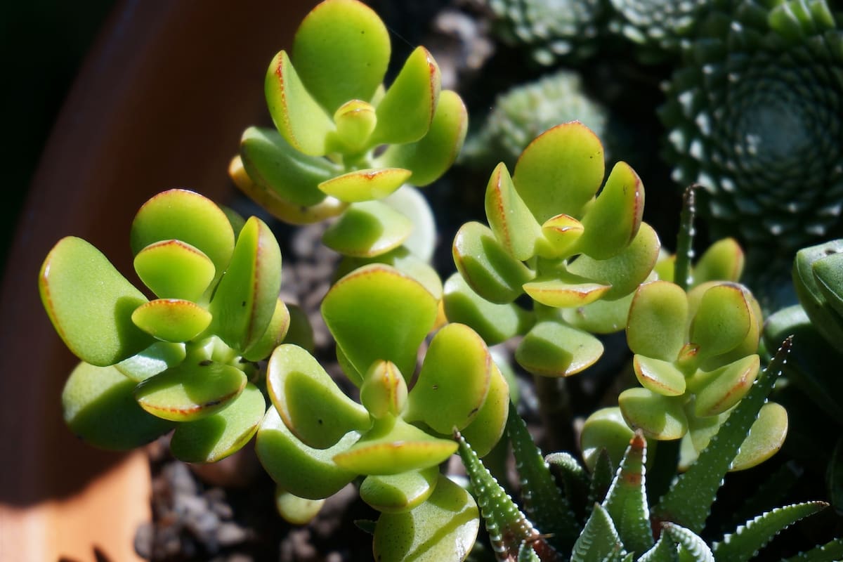 Una ubicación puede maximizar el potencial de esta planta en atraer abundancia y buenas vibras