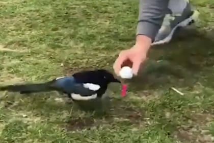Una urraca se obsesionó con la pelota de golf y no dejó que los golfistas den el primer golpe en un hoyo de una cancha inglesa (ABC News)