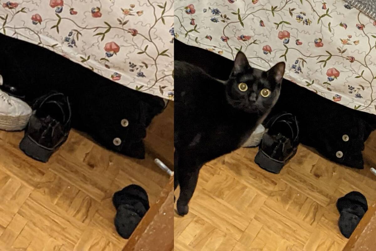 Una usuaria de Facebook compartió el momento en el que creyó encontrar a su gata muerta (Foto: Captura Facebook/@Javiera Vercelotti Grez)