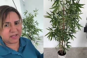 Una usuaria de TikTok regó durante cuatro años una planta, pero se dio cuenta de que era de plástico. Foto/TikTok: @mamitapr