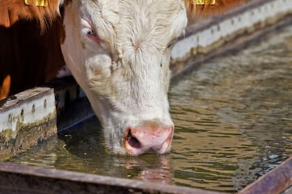 Una vaca adulta puede consumir hasta 100 litros de agua por día. Un rodeo grande llega a vaciar rápidamente un tanque australiano