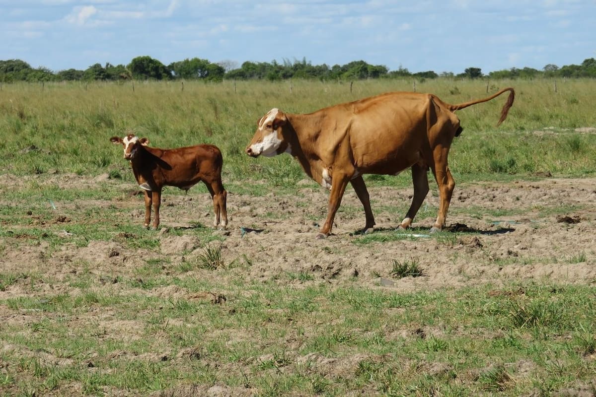 Una vaca con ternero al pie comiendo forrajes de muy baja calidad (4-6% de proteína bruta y 45 a 55% de digestibilidad)