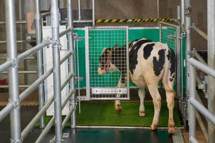 Una vaca entra a una jaula especial donde ha sido entrenada a orinar, como parte de un experimento que busca reducir los desechos de los animales en el medio ambiente. Foto sin fecha, suministrada por el Instituto de Biología Animal de Dummerstorf, Alemania, en septiembre del 2021.  (Thomas Häntzschel/FBN via AP)
