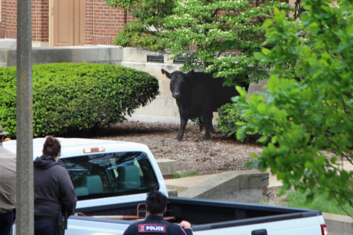 Una vaca escapó en la Universidad de Illinois y deambuló por el campus