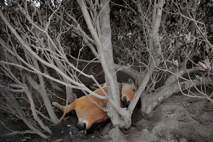 Una vaca muerta en un área afectada
