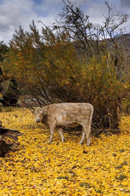 Una vaca raza Galloway en Villa Lago Rivadavia