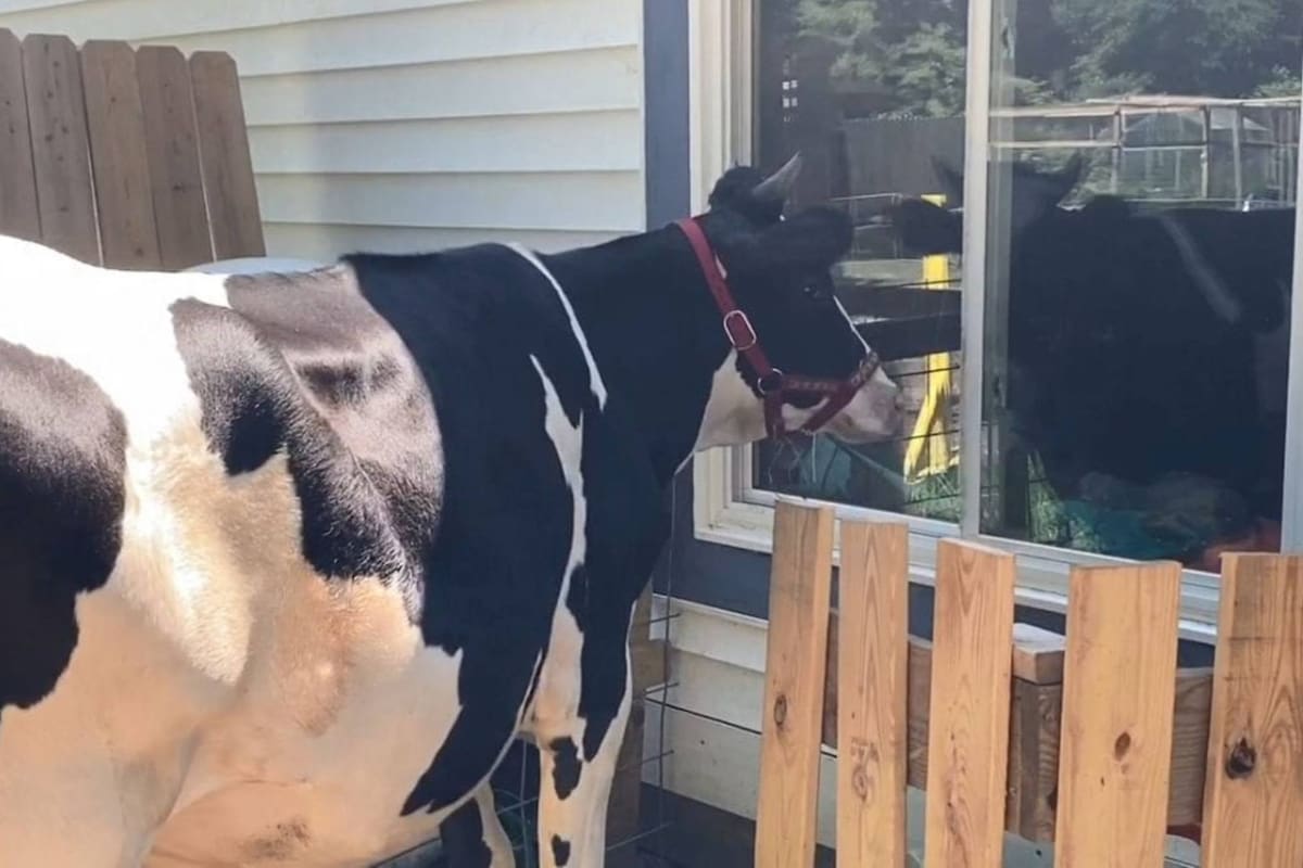 Una vaca se acerca a la ventana de su dueño para pedirle un abrazo