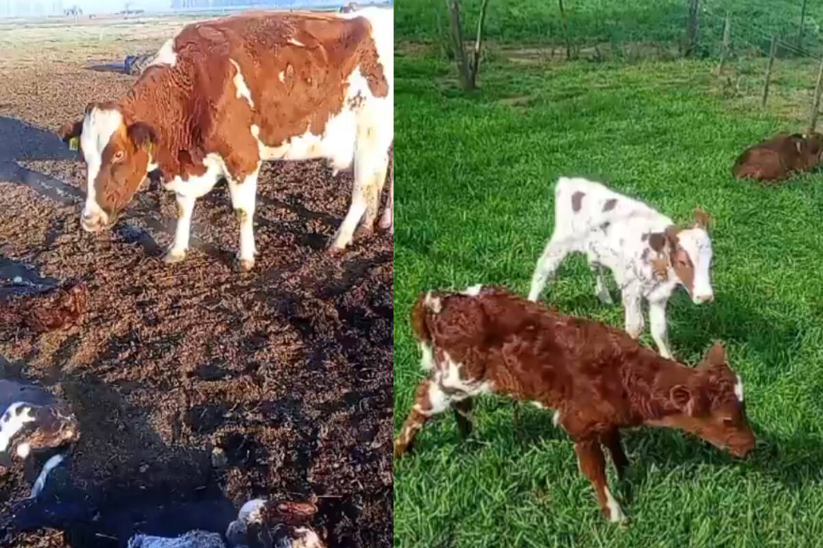 Una vaca tuvo un parto múltiple y el hecho se hizo viral en las redes sociales