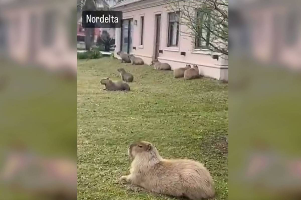 Una vecina de Nordelta se quejó de los carpinchos que "destrozan" su jardín y en 'X' salieron a cruzarla