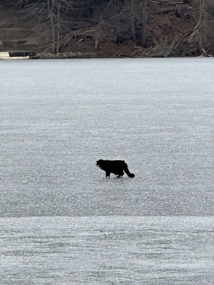 Una vecina vio a lo lejos la figura de un pequeño gato de pelaje negro y blanco atrapado en el hielo.