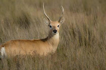 Una venado de las pampas observado por un usuario de ArgentiNat