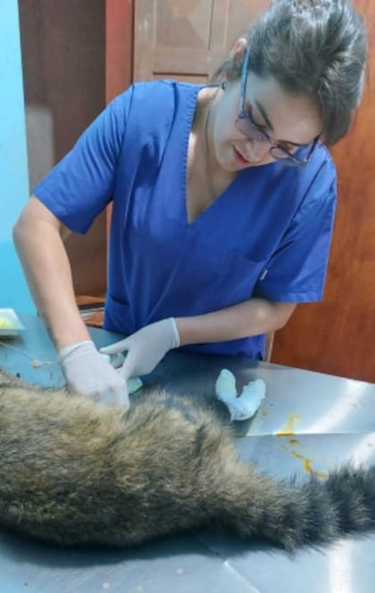 Una veterinaria atiende en Corrientes a un coatí