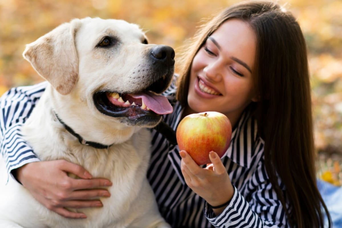 Una veterinaria explicó cuáles son las cinco frutas que podés darle a tu perro (Foto: Freepik)