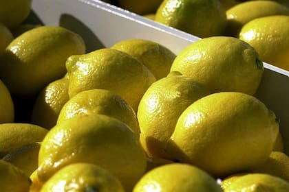 Una vez abierto el mercado de los limones a EE.UU. se estudian otros destinos