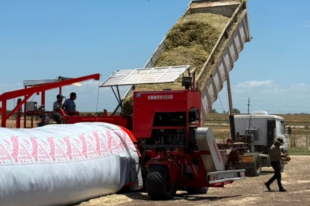 Una vez determinada la demanda, llega el momento de planificar la oferta. El rendimiento del maíz destinado a silaje puede variar significativamente entre ambientes, años y estrategias de manejo