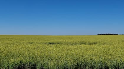Una vez establecido el cultivo, se puede agregar una combinación de azufre y nitrógeno, que no debe superar los 80 kilos por hectárea, a fin de cumplir con buenas prácticas productivas