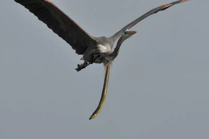 Una vez ingeridas, las anguilas pueden utilizar sus cabezas o colas para salir del tracto digestivo de su depredador