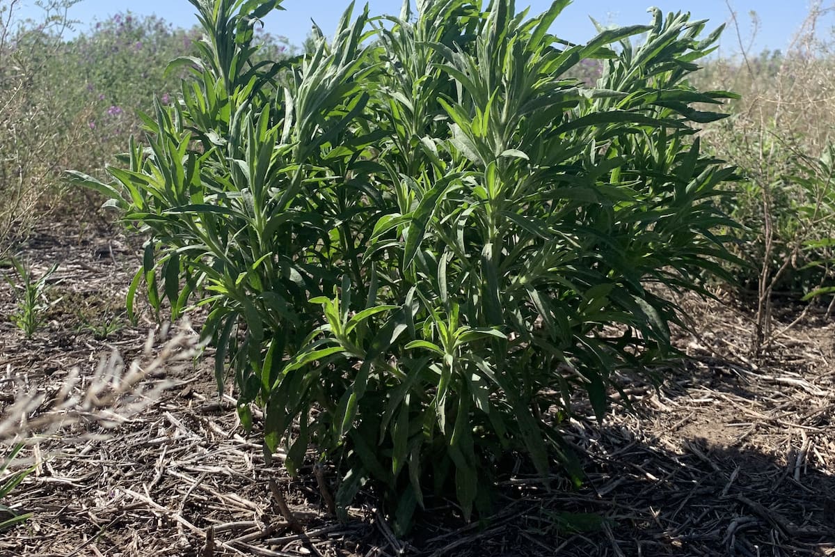 Una vez más, rama negra lidera el ranking de malezas resistentes