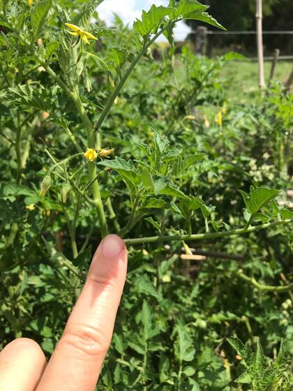 Una vez por semana, también es aconsejable el pinzado de brotes axilares