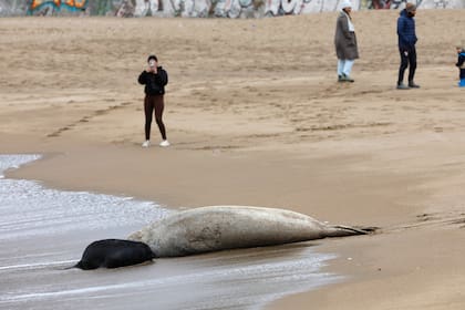 Una vez que complete la etapa de amamantamiento, la madre volverá al mar y la cría permanecerá sobre la arena un tiempo más