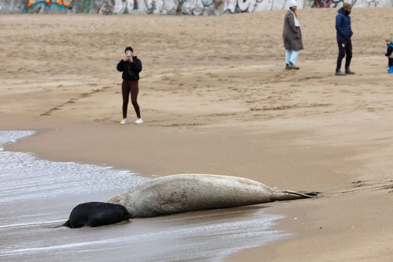 Una vez que complete la etapa de amamantamiento, la madre volverá al mar y la cría permanecerá sobre la arena un tiempo más