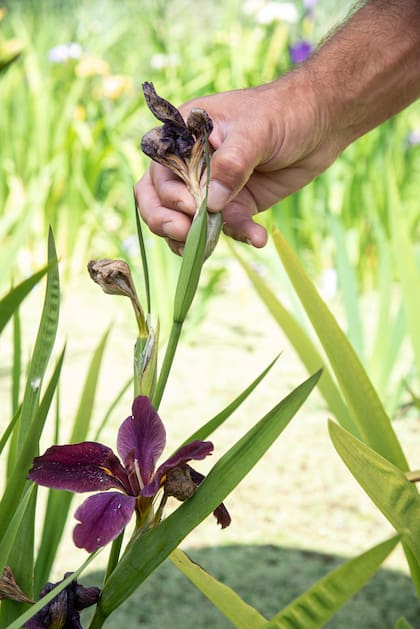 Una vez que las flores se marchitan, conviene retirar varas y hojas dañadas