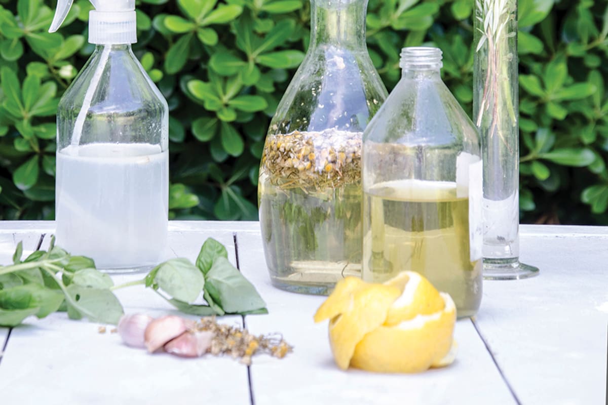 Una vez que se obtiene el aceite, pueden hacerse cremas o líquidos