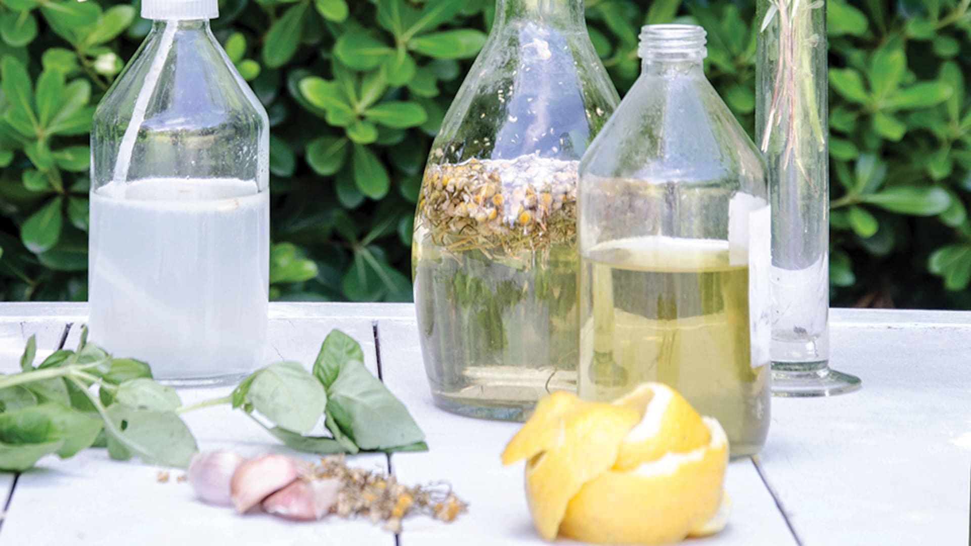 Una vez que se obtiene el aceite, pueden hacerse cremas o líquidos