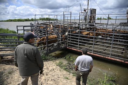 Una vez retirada la hacienda de las islas, los productores deben afrontar los gastos de alimentación y cuidado