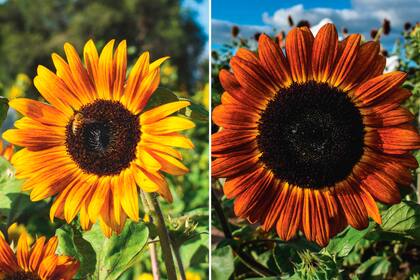 Una vez sembradas, las variedades de girasol de jardín florecen a los 40 días aproximadamente.