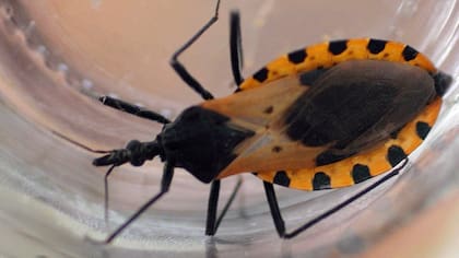 Una vinchuca, el insecto que transmite el mal de Chagas