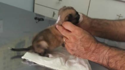 Los cachorros deben recibir la vacuna antirábica y la séxtuple (en tres dosis cada 21 días)