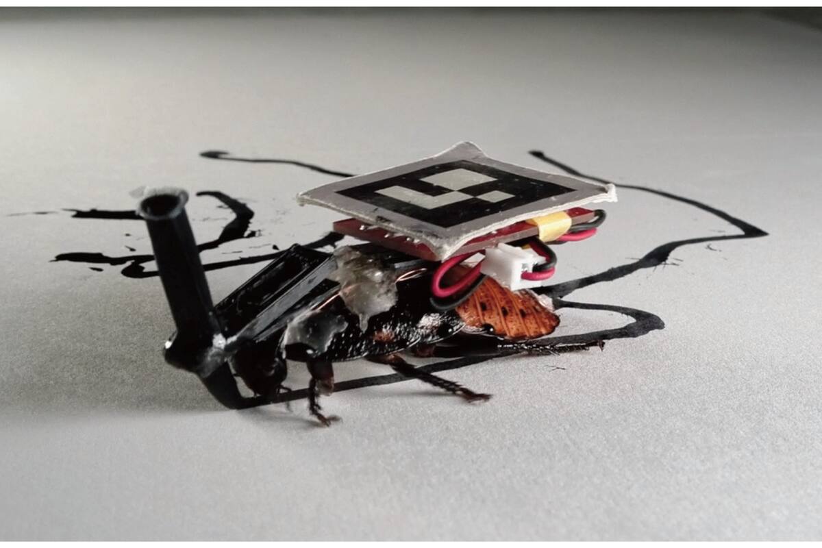 Una vista de la cucaracha de Madagascar intervenida con el sistema de sensores y un marcador para dibujar líneas sobre un papel