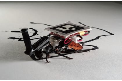 Una vista de la cucaracha de Madagascar intervenida con el sistema de sensores y un marcador para dibujar líneas sobre un papel