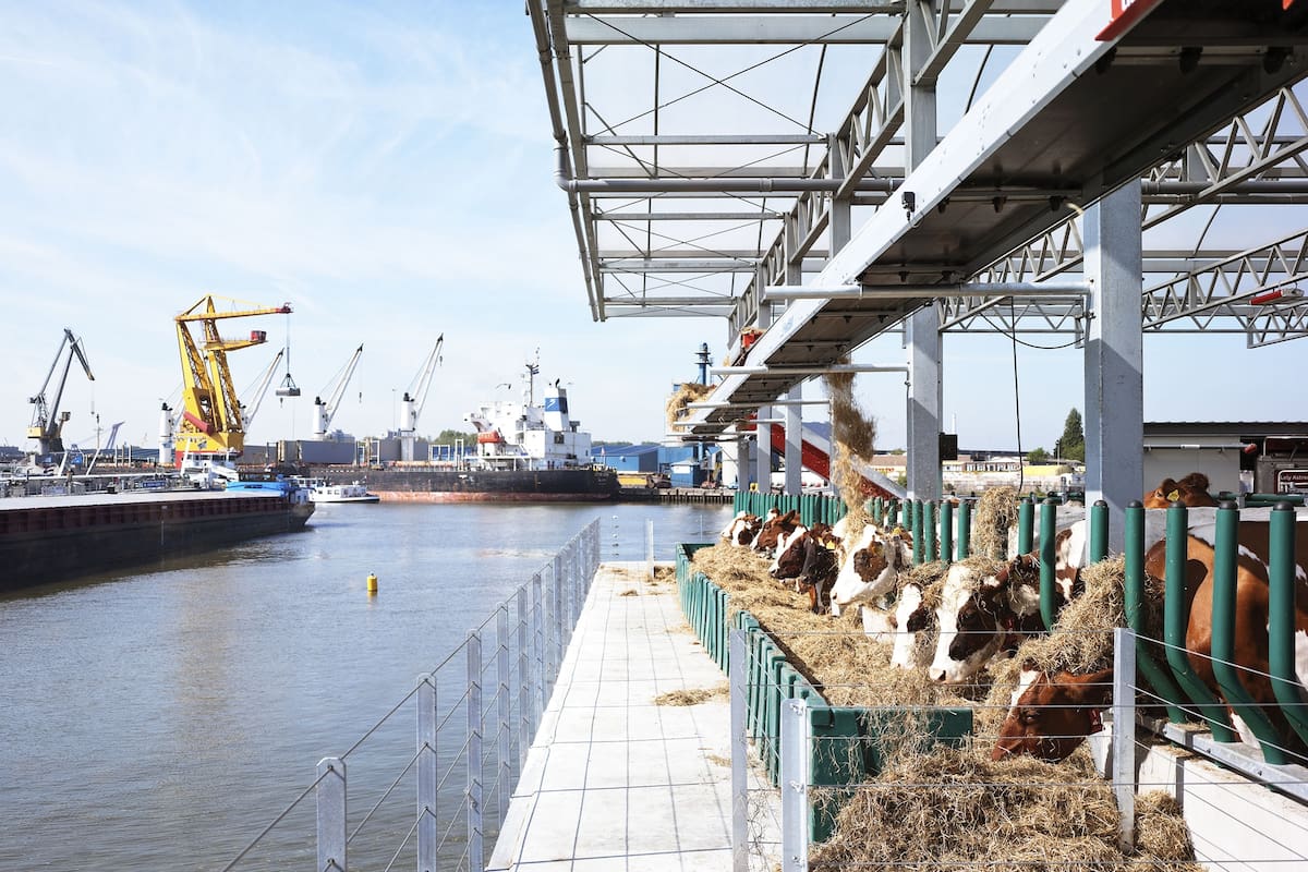 Una vista de la granja flotante y las vacas que viven allí