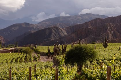 Una vista de los viñedos en Yanay, ubicada en Maimará