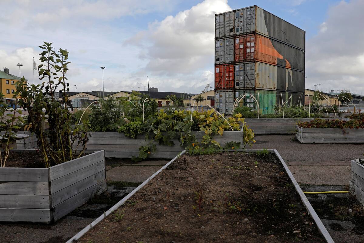 Una vista general sobre Jubileumsparkens odlarforening (Jubilee Park cultivando compuestos) granja de la comunidad en Gotemburgo, Suecia