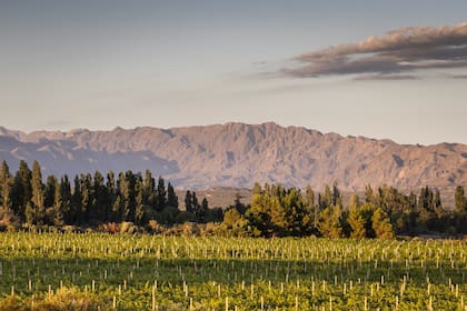 Una vista privilegiada de los viñedos desde la Bodega Graffigna Yanzón
