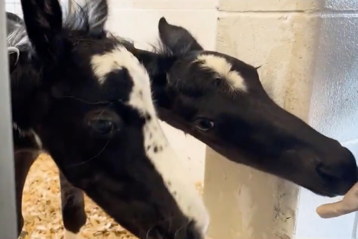 Una yegua dio a luz a potros gemelos, llamados Lucky y Charm, un caso muy poco común que casi nunca termina con los tres caballos con vida